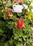 Hundredfold 100 Wild Red Columbine Seeds - Aquilegia Canadensis Canadian Columbine, Canada and USA Native Flower, Attracts Hummingbirds, Bees and Butterflies