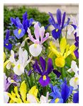 Oliwier's Bulbs 15 Dutch Iris Mix Early Spring Flowering Bulbs Iris Hollandica Mixed Perfect for Beds, Borders and Containers Lovely Cut Flowers Garden Hardy Perennials