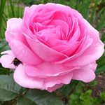 Rose 'Mum in a Million' | Hybrid Tea Rose | 4L Potted Rose