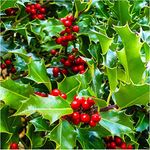 1 Common Holly Hedging Evergreen Plant, Ilex aquifolium 20-25cm in 9cm Pot 3fatpigs®