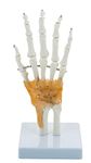 BEXCO Hand and Wrist Skeleton Model, with Flexible Ligaments to Show Movement, Life Size, Medical Anatomical Model