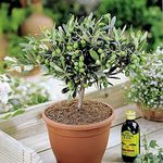 1 X 'Olea Europea' Common Olive Tree Evergreen Growing Food Hardy Plant in Pot