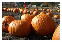 PREMIER SEEDS DIRECT PUMPKIN - HOWDEN - 25 SEEDS - PERFECT for HALLOWEEN