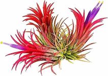 3 x Ionantha Red Rubra Air Plant - 