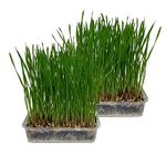 Pet Grass 2 pack (Grow your own kits) By Cat FurNature