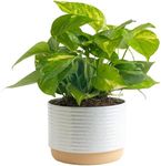 Costa Farms Golden Pothos Live Plan