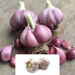 2 Garlic Pink Germidour Bulbs - Thrives in UK Climate - Enhance Your Kitchen Garden