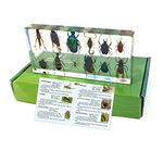 Real Bug REALBUG 12 Bugs Collection Desk Decoration Small