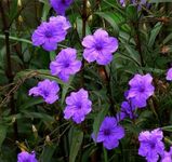 Gravendo Ruellia Simplex Plant Mexican Petunia Desert Florida Spanish Ladies Texas Bluebells Petunia Live Plant (Ruellia Simplex, Blue)