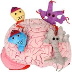 GIANTmicrobes Deluxe Brain with Plush Neurons and Neurotransmitters - Realistic Anatomical Human Brain Organ, Educational Gift for Scientists, Students, Doctors, Teachers, Neuroscience and Psychology