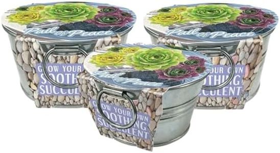 Unique Gardener Grow Your Own Succulents Plant Seeds 3-Pack, DIY Indoor Succulents and Live Plants for Home or Garden Planting, Pail of Peace