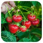 Strawberry 'Elan' F1 Mini Plug Plants x 5 for Hanging Baskets