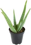 Aloe Vera Plant Live Succulent Plan
