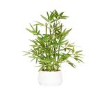 365 Blooming Decor 18 inch Tall White Potted Faux Bamboo Plant- Luxury Artificial Bamboo Tree in White Pot for Home, Office, Kitchen, Counter Top, Indoor Decor, Money Tree, Lucky Bamboo Tree.