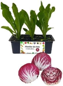 P. Piantine da Orto, Radicchio Chioggia Medio Precoce 9 Piantine, PIANTA VERA pronta per il trapianto, Pianta da orto, da balcone, kit da 9 piantine, Pianta da esterno