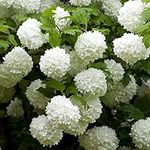 You Garden - Snowball Tree Viburnum opulus 'Roseum' in a 17cm Pot, Evergreen Shrubs Autumn Flowering Plants, Outdoor Plants for Pots All Year Round, Outdoor shrubs for Gardens Viburnum Shrubs