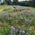 The Bee's Knees - 100% Wildflower Seeds for Planting UK - Attract Bees & Butterflies - Flowers Every Year - Daisy, Cornflower, Poppy, Cosmos - Garden Lawncare Guy