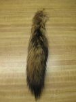 Tanned Coyote Tail