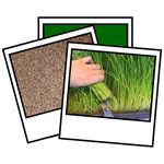 1Kg Barley Grass Seed Sprouting Juicing