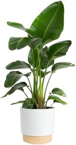 Costa Farms White Bird of Paradise Live Plant in Decorative Pot, Large Indoor Houseplant, Perfect for Home, Room, or Office Decor, Great House Warming or Birthday Gift, 2-3 Feet Tall
