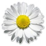 AK Wall Art Daisy Flower Vinyl Sticker - Car Window Bumper Laptop - SELECT SIZE