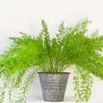 Suttons Asparagus Fern Plumosus Indoor House or Office Plants Fern-Like Foliage Climbing Plant Ideal for Tabletops and Windowsills Supplied as 1x 13cm Pot