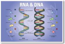 PosterEnvy DNA RNA Biology Chart - NEW Classroom Biology POSTER