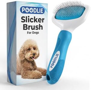 Poodle Pet