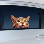 Cat Car Wi