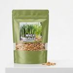 Seedbasket Organic Wheatgrass Seeds for Wheatgrass Juice (100 Grams | Approx. 1800 Seeds) | High Germination | Non-GMO | Suitable for Indoor (Pack of 1)