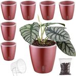 KvyusFlourish 6-Pack 5 Inch Self Watering Pots for Indoor Plants with Indicator,Orchid Pot Transparent Wick Orchids,Small African Violet Violet,Self-Watering Planter Plants, Rose Gold/6 Pack (KF2273)