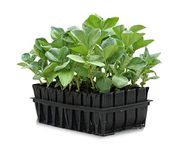 Tierra Garden 50-9000 Haxnicks Deep Rootrainers Seed and Cutting Propagation Kit, Black