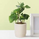 Anko Mini Artificial Plant & White Ceramic Pot (Potted Plant) | Fake Plant | Decorative Item for Home, Office, Bedroom, Balcony, Living Room | Natural Look Artificial Plant | Home Décor