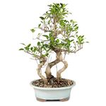 Brussel's Bonsai Live Golden Gate Ficus Grove Indoor Bonsai Tree-7 Years Old 10" to 14" Tall with Decorative Container, Medium,