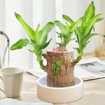 Brazilian Lucky Wood Good Luck Live Plant Lucky Brazil Wood Potted Plant | Healthy Indoor Live Lucky Brazilian Wood Plant for Living Room | Feng Shui Plant | without Pot - (Pack of 1)