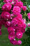 Ritz Farming® Climbing rose Flower seeds for Home and Gardening Pack of 200 seeds (dark pure pink)