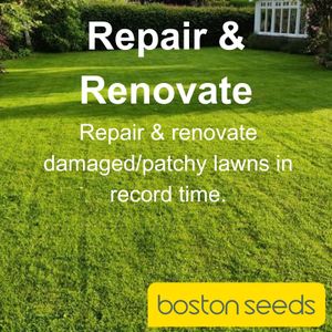 Boston Seeds Renovator Grass Seed – Rapid Germination, 20kg Lawn Repair