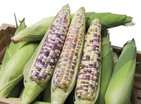 Three Mo Garden | Corn Seeds - Non-GMO Canada Vegetable Seeds - Easy to Grow Seeds for Planting Outdoor Home Garden Containers (Sticky Corn (40 Seeds))