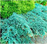 [x3] Dwarf Conifer Juniperus Squamata 'Blue Carpet' | Multi-Pack | Evergreen Shrubs | Pot Plants