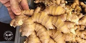 Ginger Root For Planting