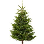 GardenersDream Nordmann Fir Fresh Cut Christmas Tree - Real Live Fresh Seasonal Xmas Tree (4ft, 120cm) (Delivery Week 3: 9th DEC - 13th DEC)