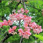 GREEN WORLD CASSIA JAVANICA/APPLE BLOSSOM TREE SEEDS FOR FARMING & GARDENING (20 SEEDS PACK)