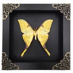 Golden Moon Moth Framed Decoration ,Actias sinensis Framed Butterfly ,Handmade Wood Shadow Box Insect Frame for Butterfly Collectors - Tabletop, Wall Art, Home Decor