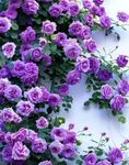 100PCS Purple Climbing Rose Seeds R