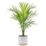 Costa Farms Majesty Palm Live Plant