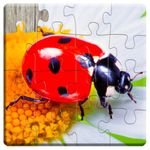 Insects and Bugs Puzzles for Kids - Fun and Educational HD Jigsaw Puzzles Game for Preschool or Kindergarten Toddlers, Boys and Girls Under Ages 2, 3, 4, 5 - Full Version