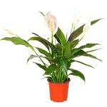 Spathiphyllum 'Peace Lily' Large House Plant - Live Indoor House Potted Tree Perfect for Office, Home, Bedroom, Kitchen and Living Room, Delivered Next Day Prime