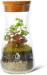 Complete Bottle Terrarium Kit: Crea