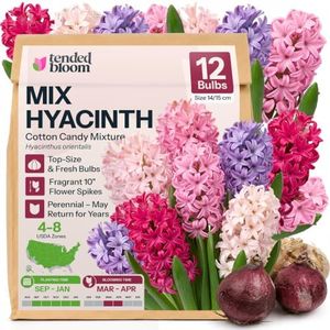 Tended Bloom 12 Mix Hyacinth Flower Bulbs Cotton Candy Mixture Hyacinthus