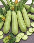 SeedsUA: Seeds Zucchini Courgette Squash Bush Type 36 Days Non GMO Heiroom Vegetable for Planting